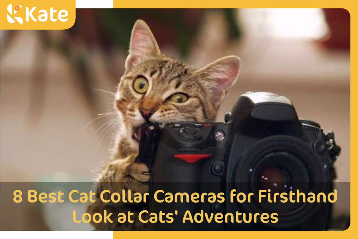 Cat video fashion camera collar