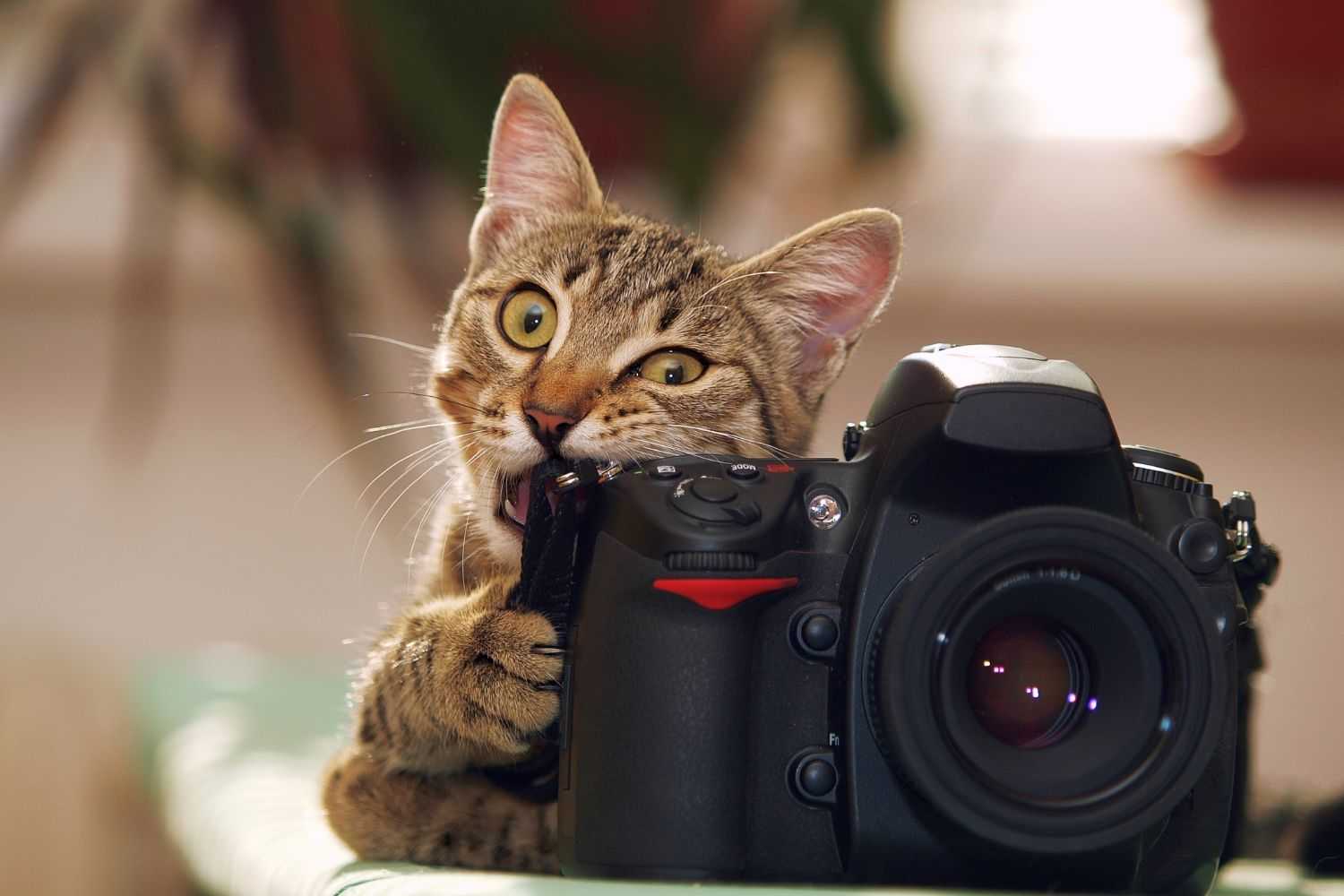 Cats webcam. Животные с фотоаппаратом. Котенок с фотоаппаратом. Прикольный фотоаппарат. Кот с камерой.