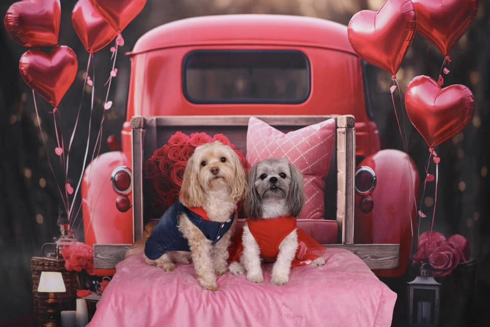 Fondo de camión de globos de amor del Día de San Valentín para mascotas diseñado por Chain Photography