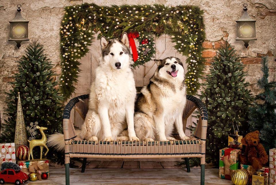 Sfondo natalizio RTS Mattone Muro Porta e Alberi di Natale Progettato da JS Photography