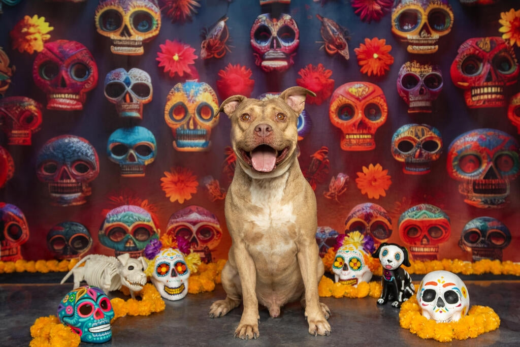 Giorno colorato dei morti a Halloween: fondale da parete con teschio di zucchero progettato da Mandy Ringe Photography