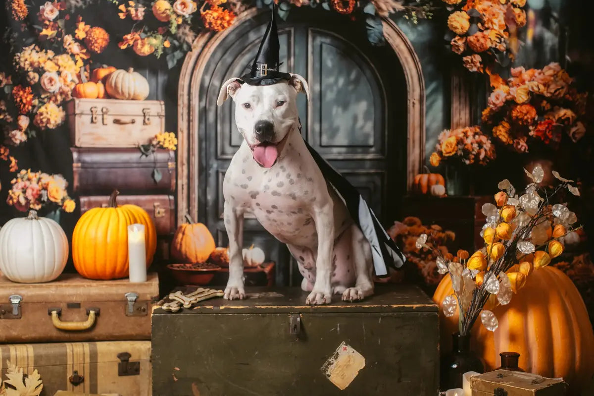 Herfstfijne kunstbloemenpompoen donkergrijs boogdeurachtergrond ontworpen door Emetselch.