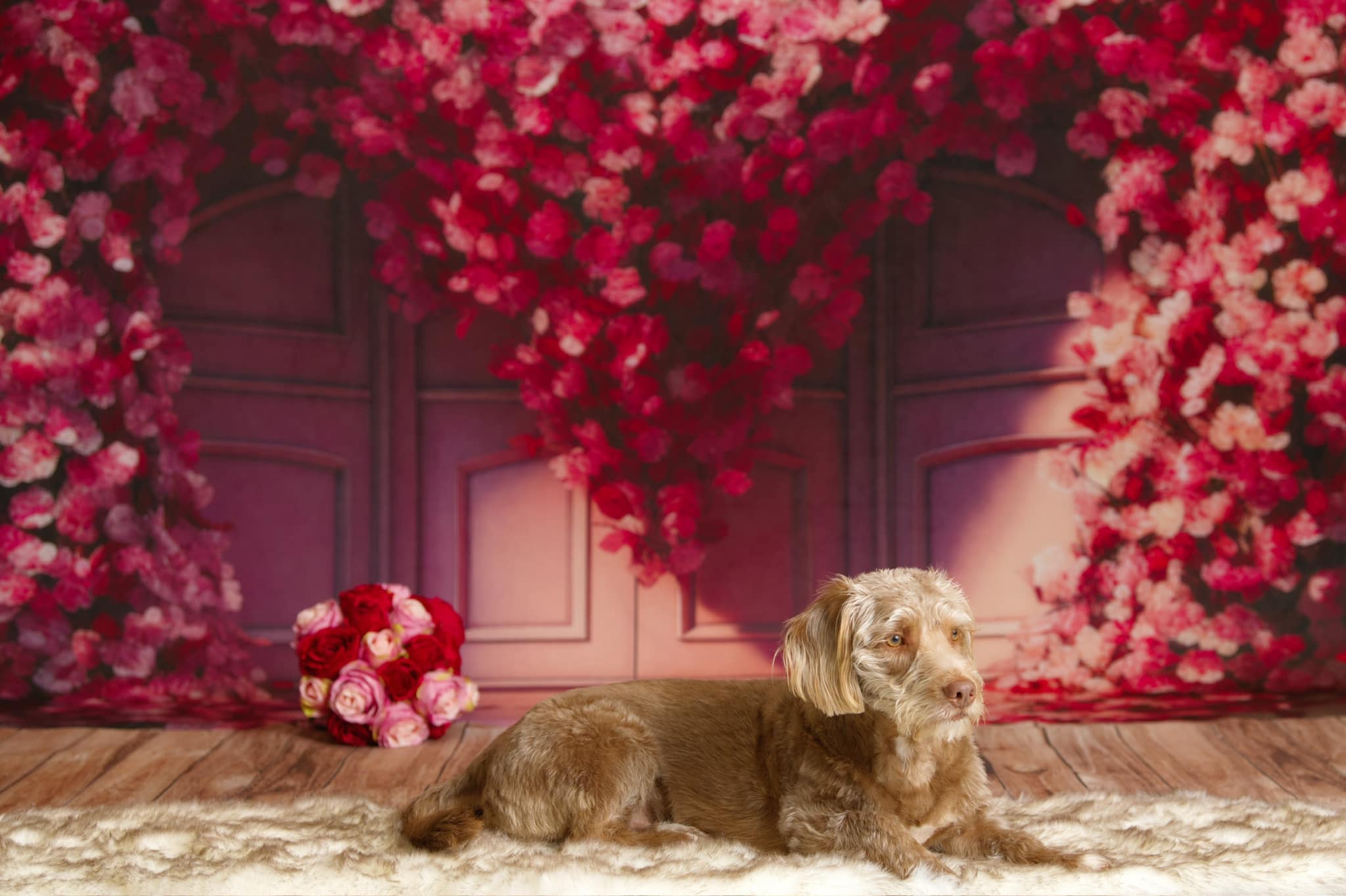 Sfondo Porta Cuore Fiore San Valentino per Animali Domestici Progettato da Mini MakeBelieve