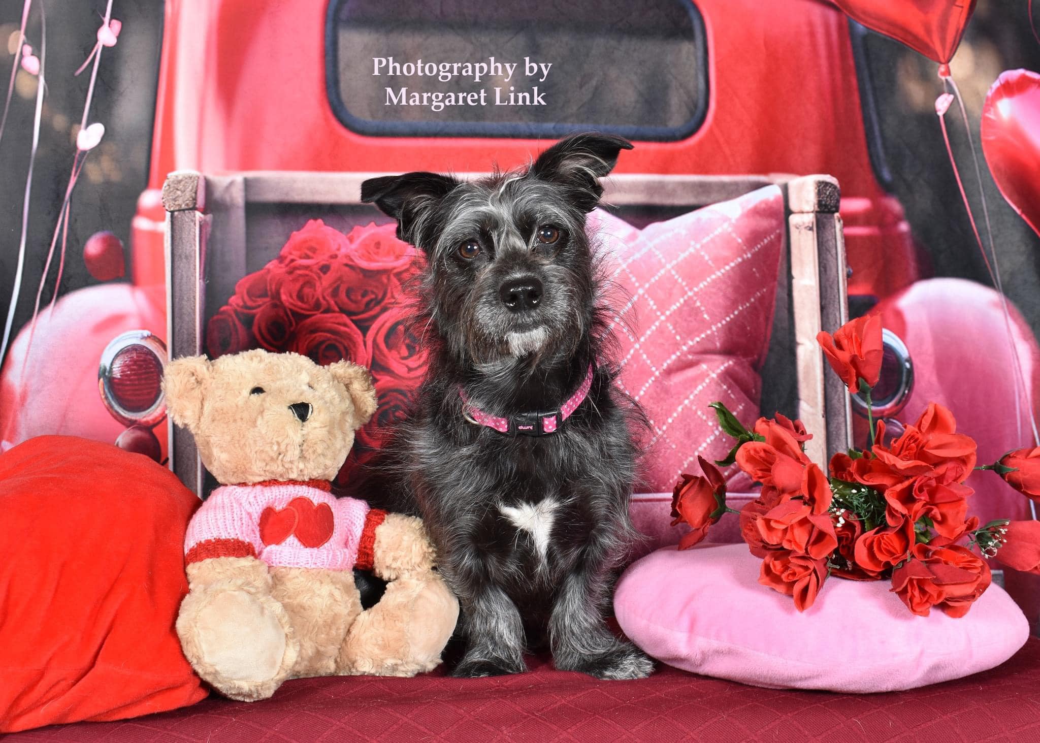Sfondo del camion con palloncino dell'amore del giorno di San Valentino per animali domestici progettato da Chain Photography