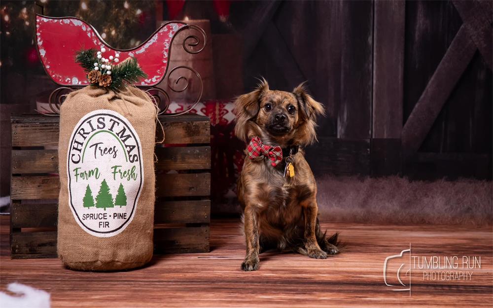 Kate Christmas Dark Barn Tree Backdrop for Photography