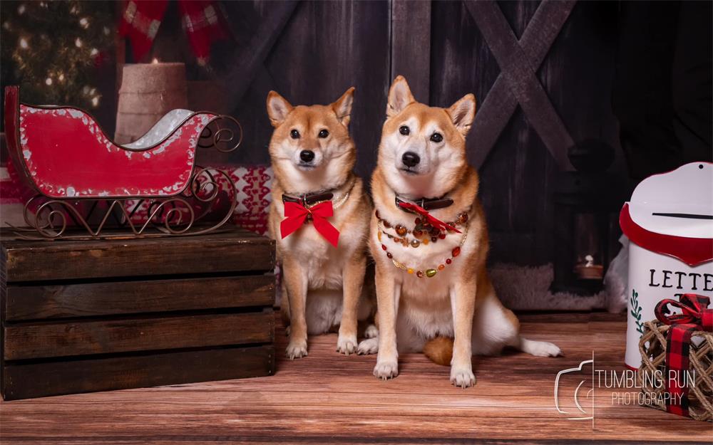 Kate Christmas Dark Barn Tree Backdrop for Photography