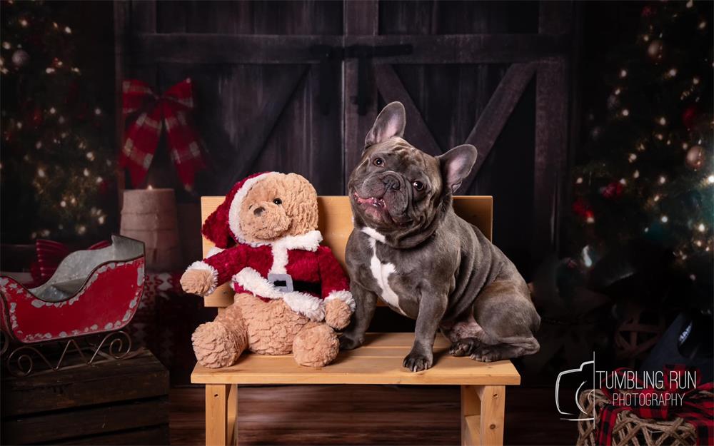 Kerst donkere schuurboom achtergrond voor fotografie