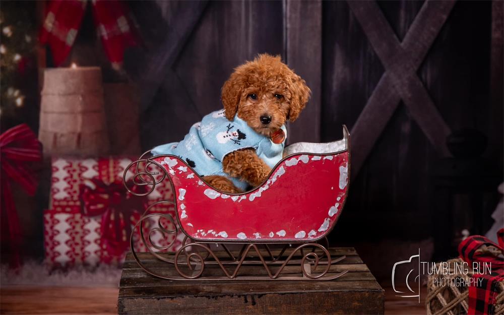 Kate Christmas Dark Barn Tree Backdrop for Photography