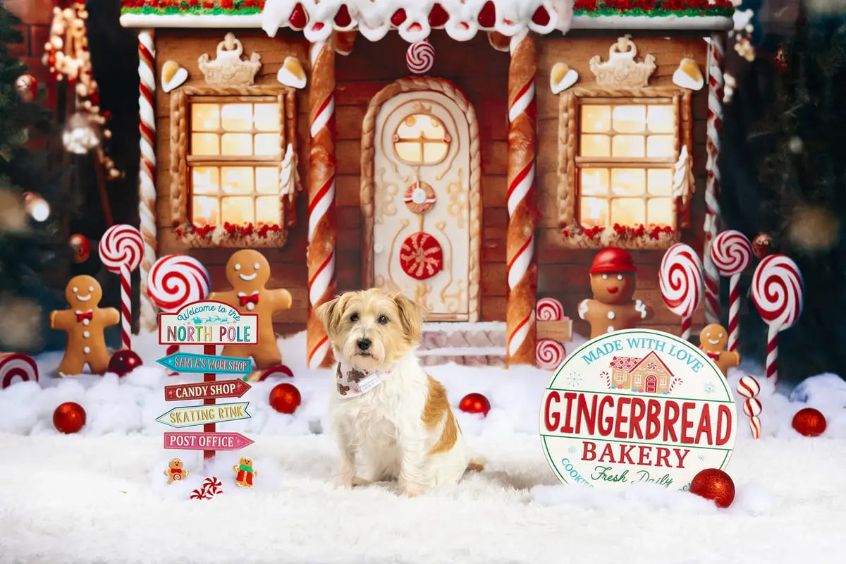 Kate Christmas Winter Gingerbread House Snow Backdrop Designed by Chain Photography