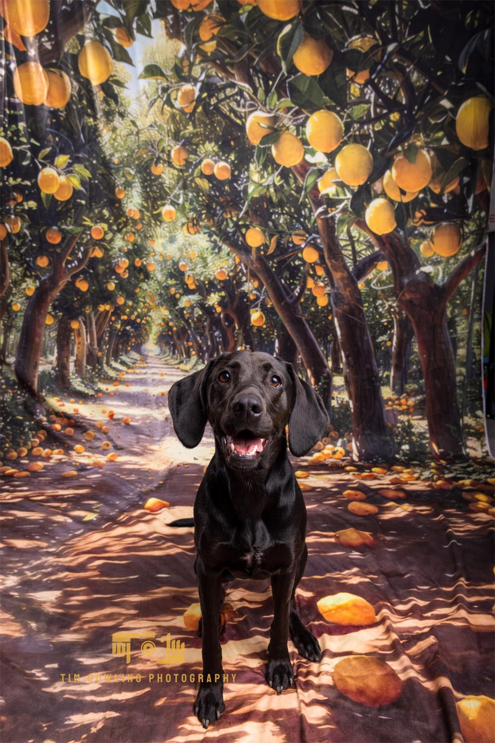 Pet Sweep Zomer Buitengeel Lemon Grove Achtergrond Ontworpen door Megan Leigh Photography
