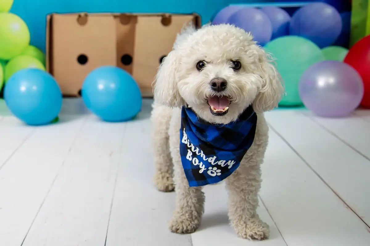 Kate Pet Summer Birthday Cake Smash Colorful Balloon and Star Blue Wall Backdrop Designed by Emetselch