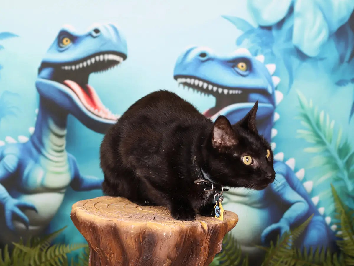 Kate Pet Blue Dinosaur Adventure Backdrop Designed by Ashley Paul
