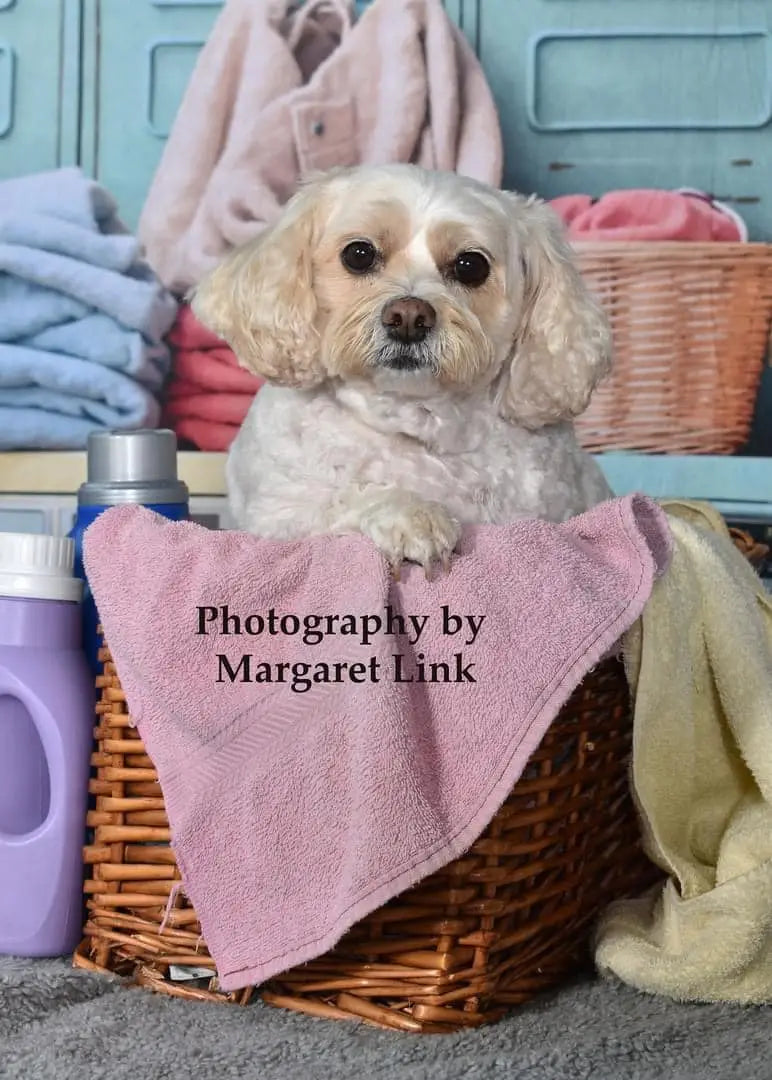 Kate Pet Laundry Day Colorful Washing Machine Spring Backdrop Designed by Chain Photography