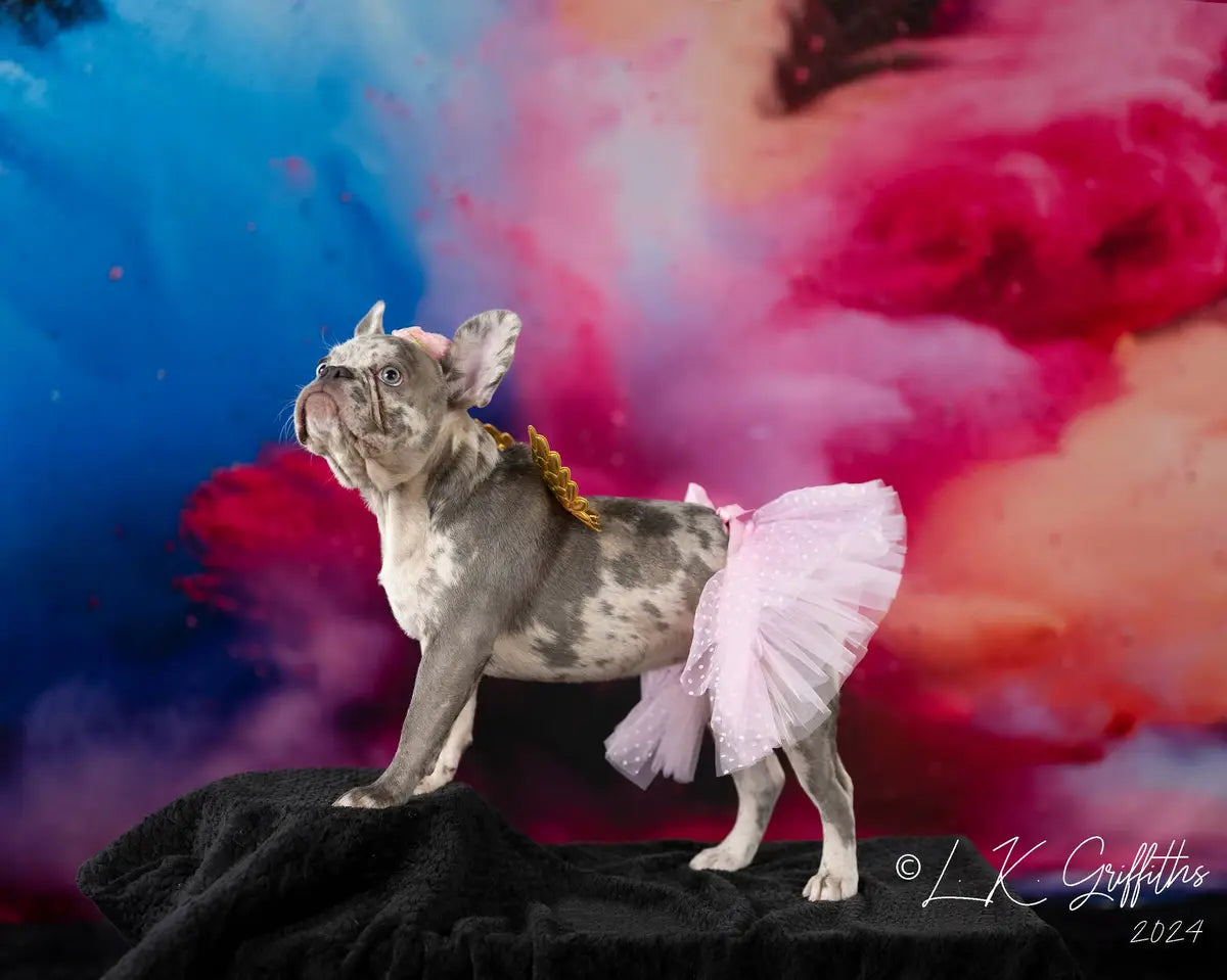 Kate Cool Colorful Burst of Powder Black Wall Backdrop Designed by Lidia Redekopp