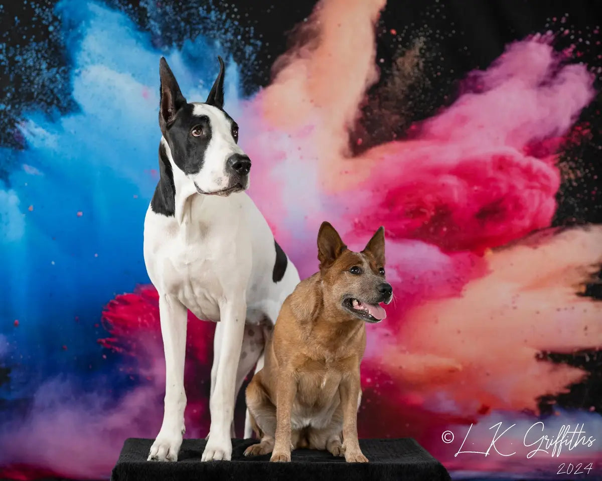 Kate Pet Cool Colorful Burst of Powder Black Wall Backdrop Designed by Lidia Redekopp