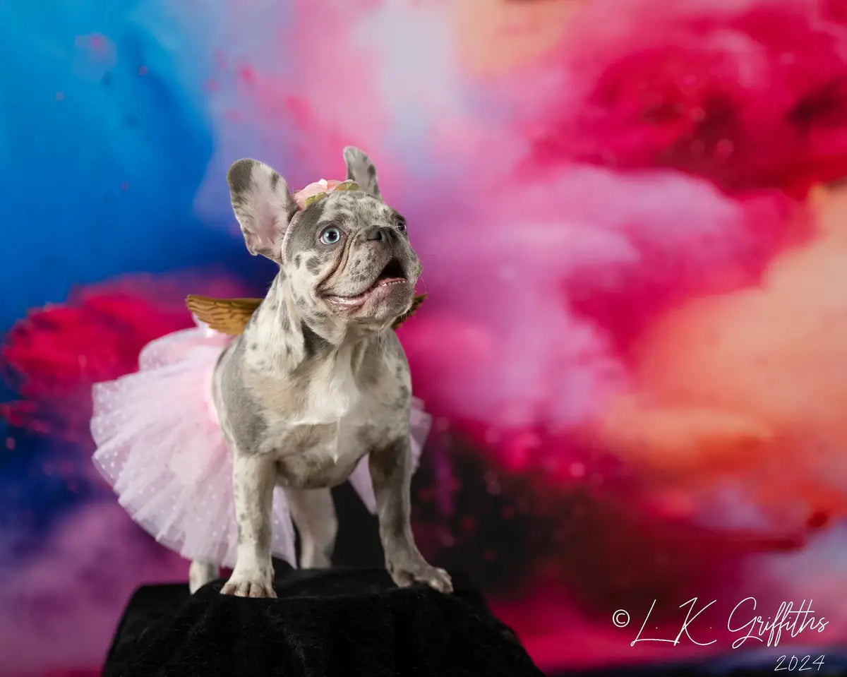 Kate Cool Colorful Burst of Powder Black Wall Backdrop Designed by Lidia Redekopp