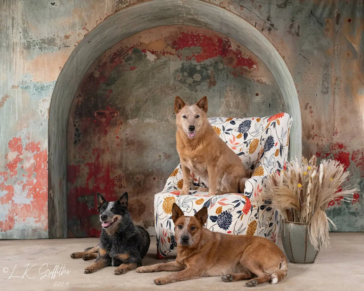 Kate Pet Retro Colorful Graffiti Broken Arch Wall Backdrop Designed by Megan Leigh Photography