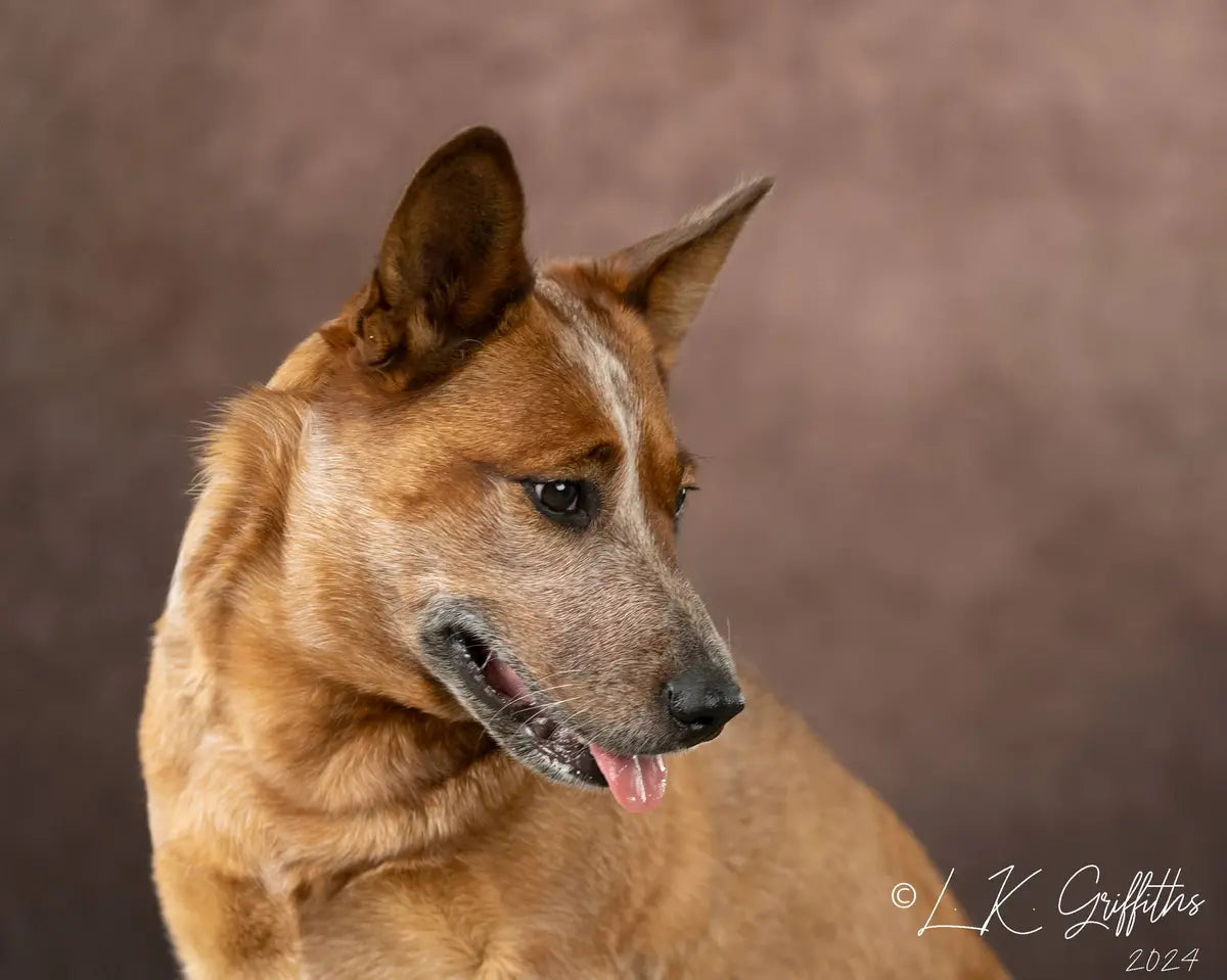 Kate Pet Texture Abstract Fine Art Backdrop Designed by Kate Image