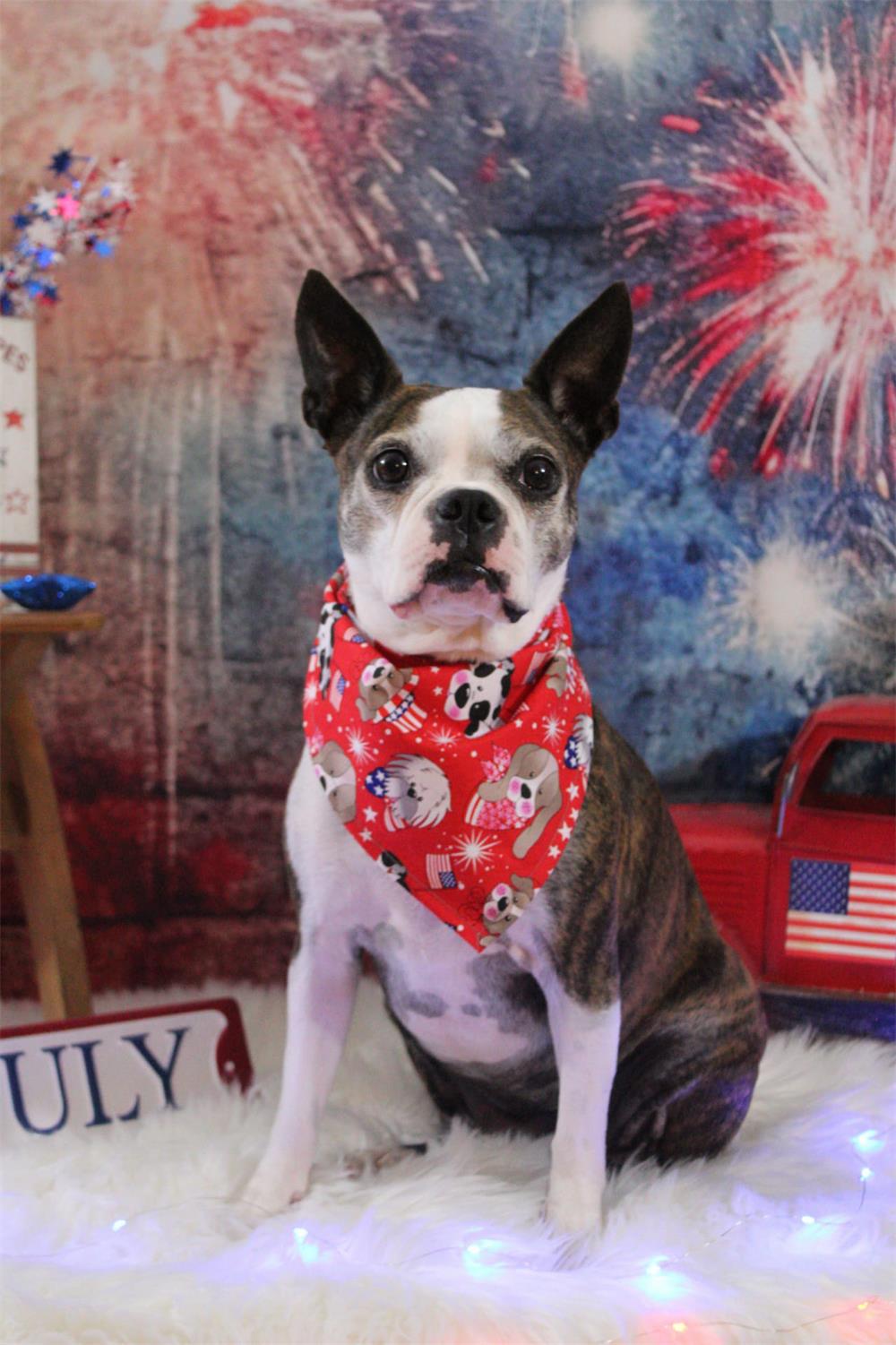 Kate Firework Celebration Happy New Year Backdrop Designed By Mandy Ringe Photography