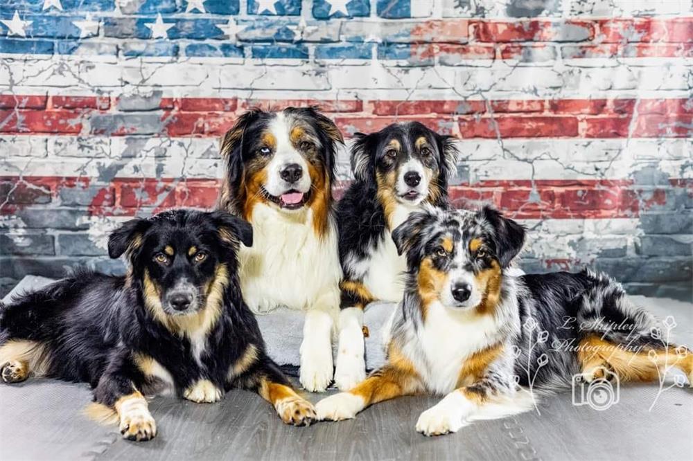 Grafiti de mascotas en el Día de la Independencia de Estados Unidos con un fondo de ladrillos