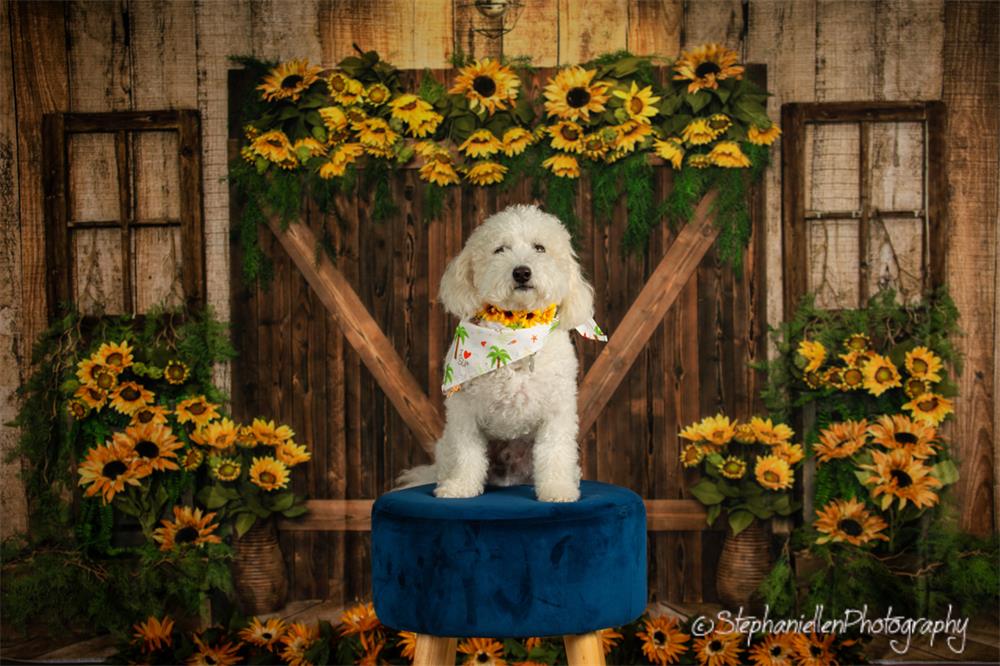 Fondo de puerta de madera con girasoles de verano para mascotas diseñado por Emetselch