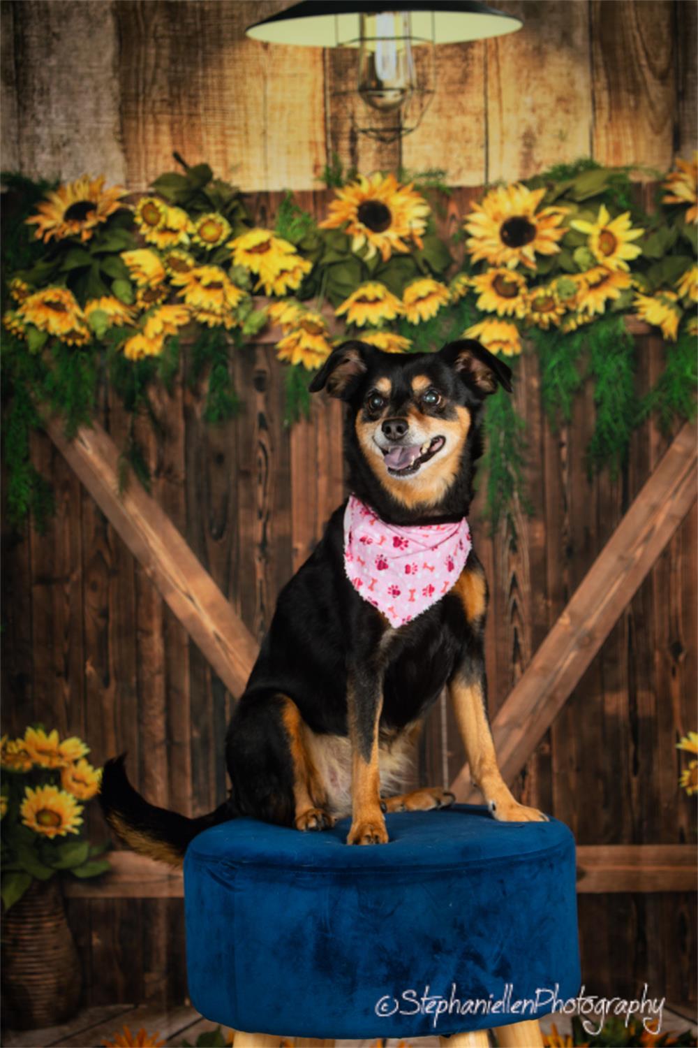 Fondo de puerta de madera con girasoles de verano para mascotas diseñado por Emetselch