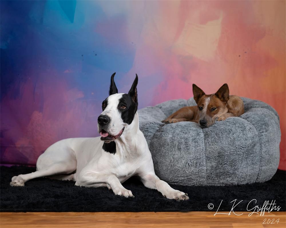 Kate Pet Fine Art Colorful Pastel Painting Backdrop Designed by Lidia Redekopp