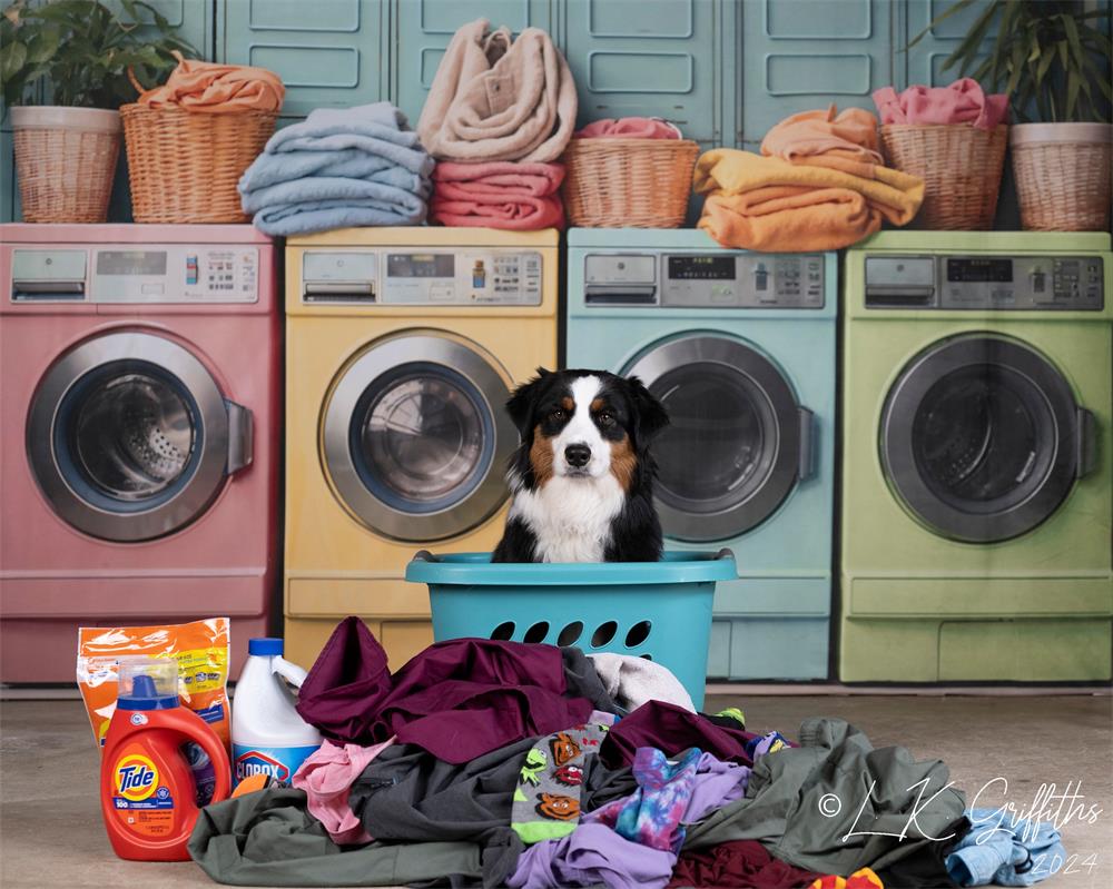 Kate Pet Laundry Day Colorful Washing Machine Spring Backdrop Designed by Chain Photography