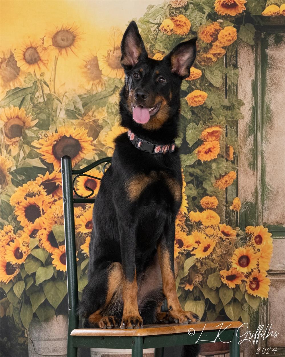 Kate Pet Autumn Sunflower Door Backdrop for Photography