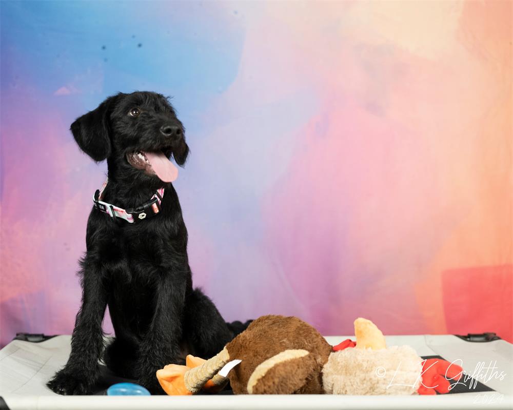 Kate Pet Fine Art Colorful Pastel Painting Backdrop Designed by Lidia Redekopp