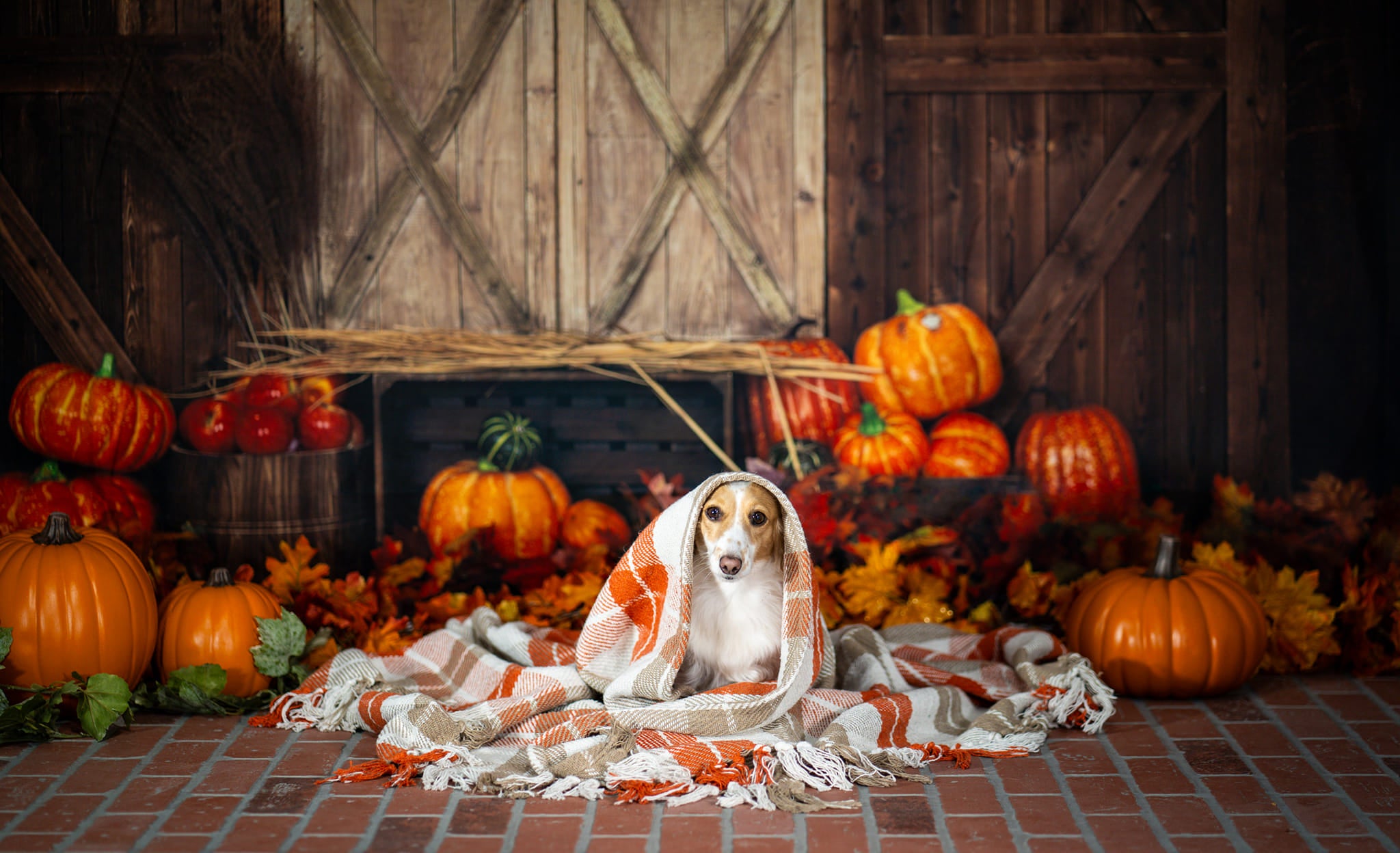 Fondo de calabaza de otoño para puerta de madera en granja diseñado por Emetselch