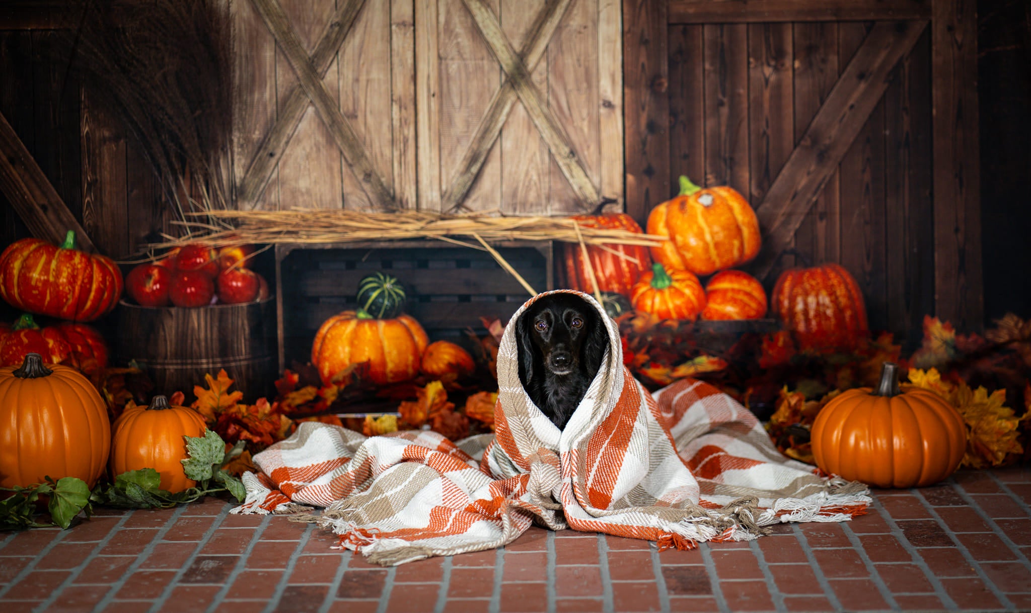 Kate Pet Fall Pumpkin Backdrop Wood Door Farm Designed by Emetselch