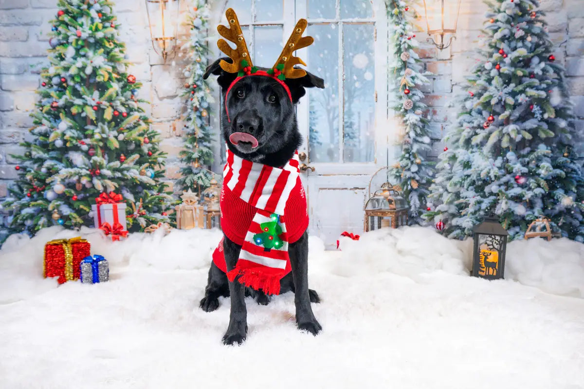 Kate Christmas Door Tree Snow Backdrop Designed by Emetselch