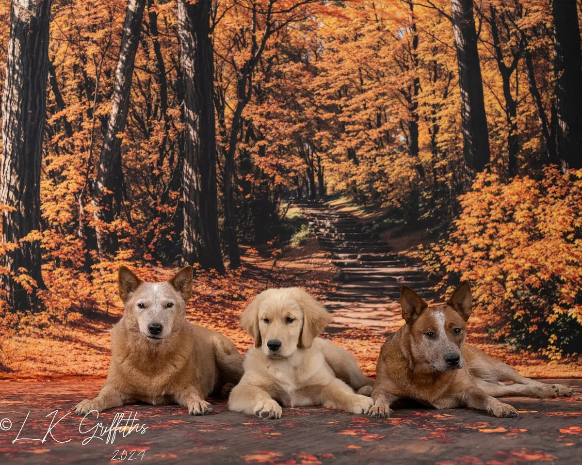 Kate Fall Forest Path Backdrop Designed by Emetselch