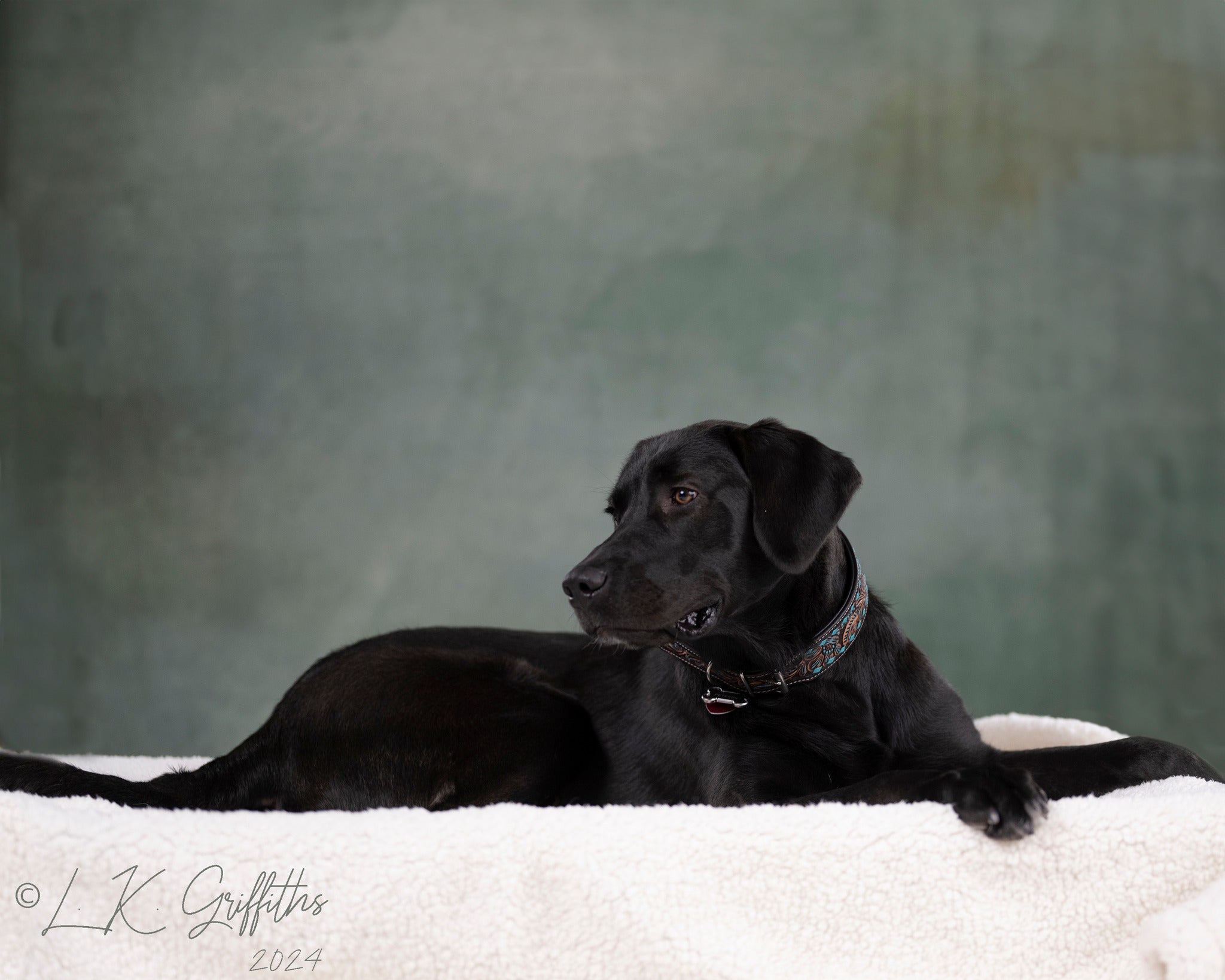 Kate Sweep Abstract Green Backdrop Designed by GQ