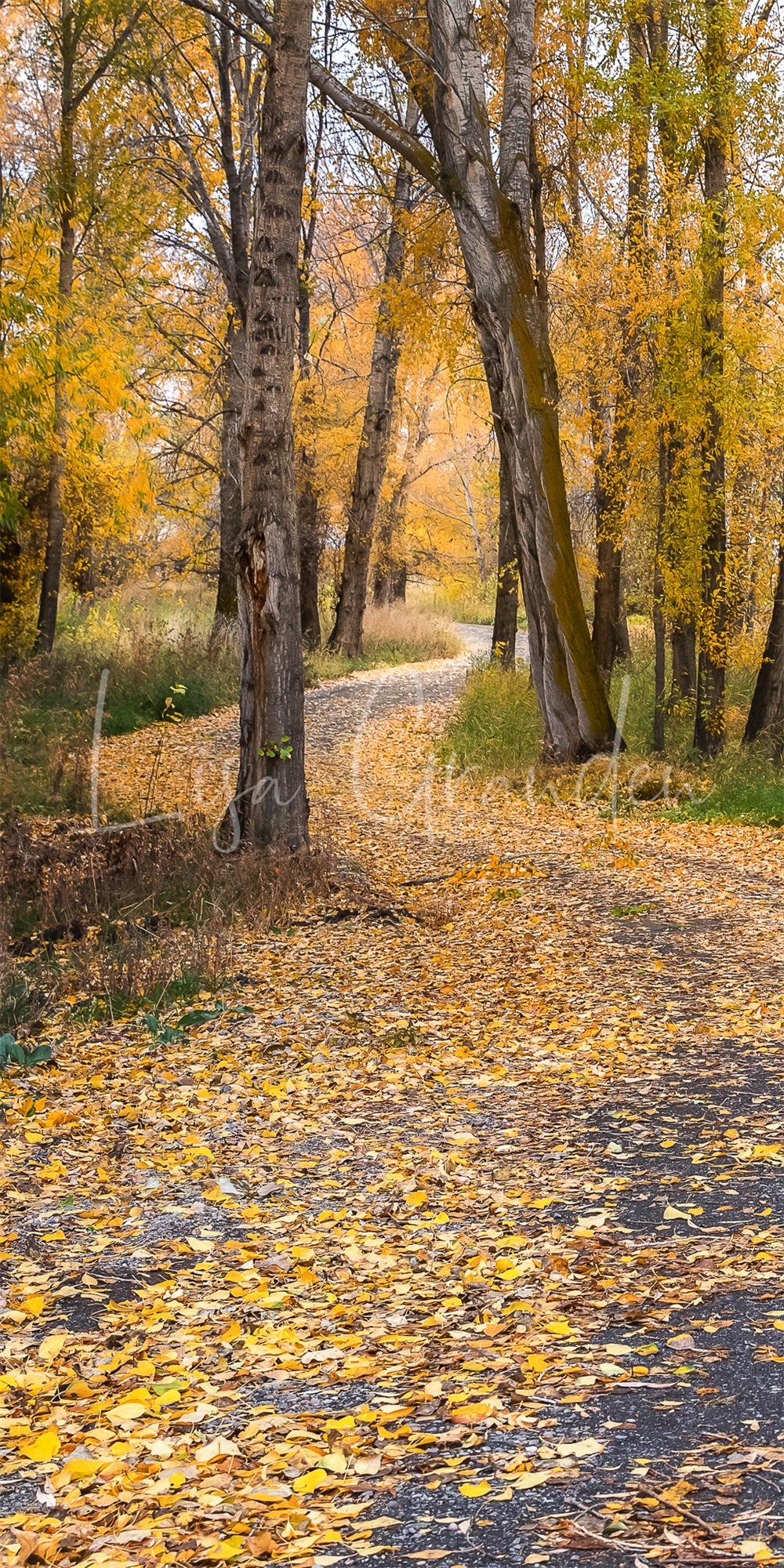 Herfstige buitenachtergrond met bos en landweg voor fotografie ontworpen door Lisa Granden
