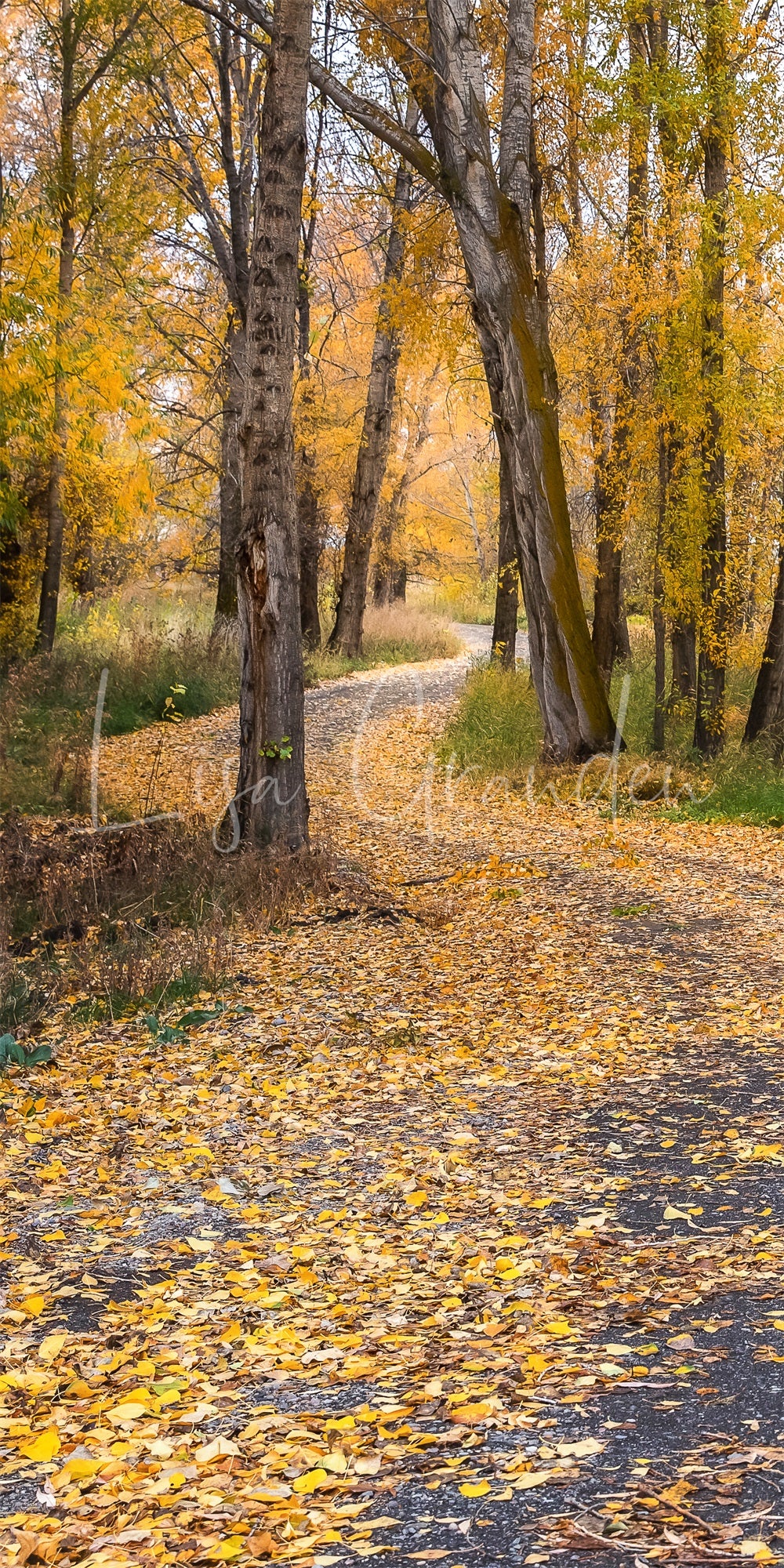 Herfst buiten bos landweg achtergrond voor fotografie ontworpen door Lisa Granden