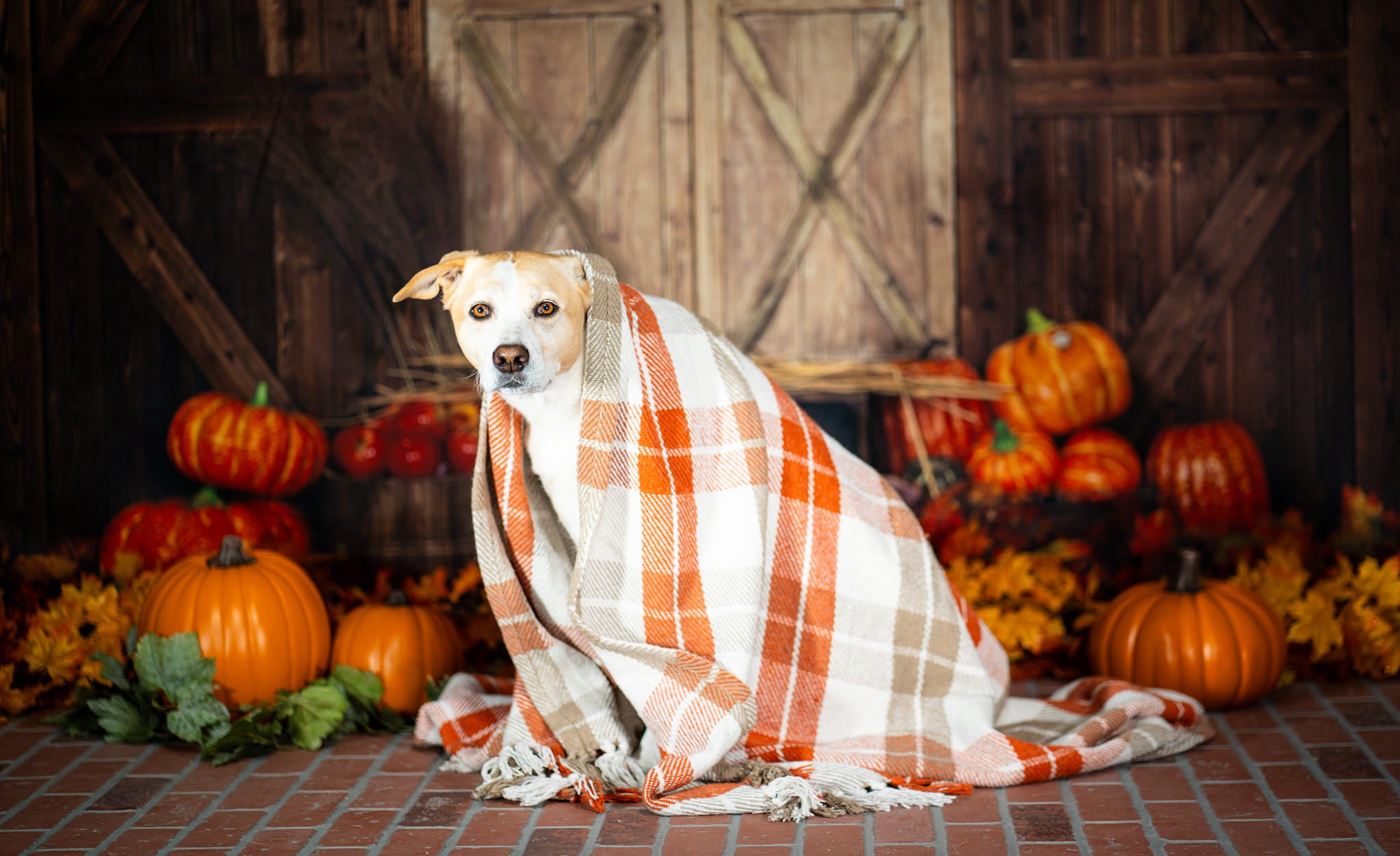 Kate Pet Fall Pumpkin Backdrop Wood Door Farm Designed by Emetselch