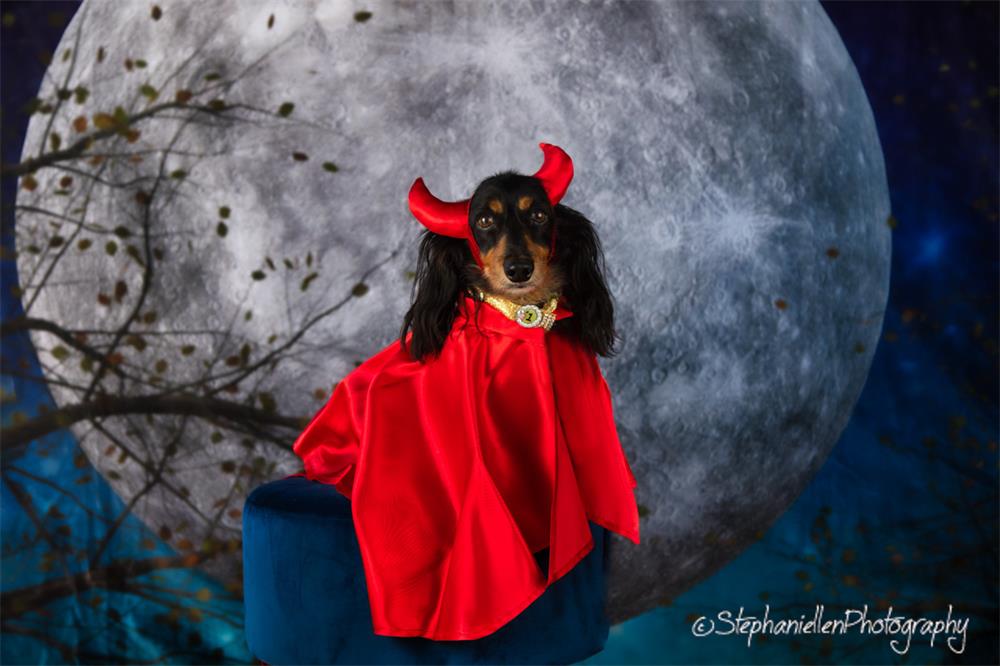 Kate Pet Halloween Autumn Moon Backdrop Designed by Candice Compton