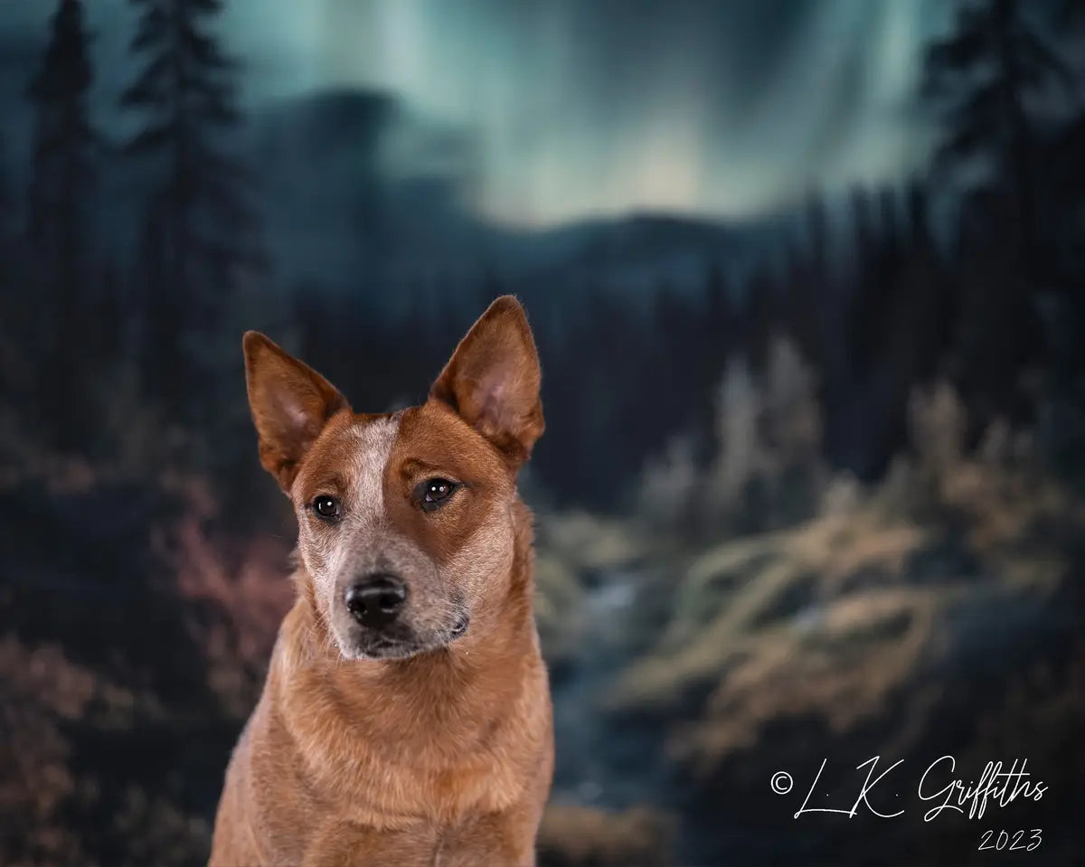 Kate Pet Forest with Aurora Backdrop Designed by Mandy Ringe Photography