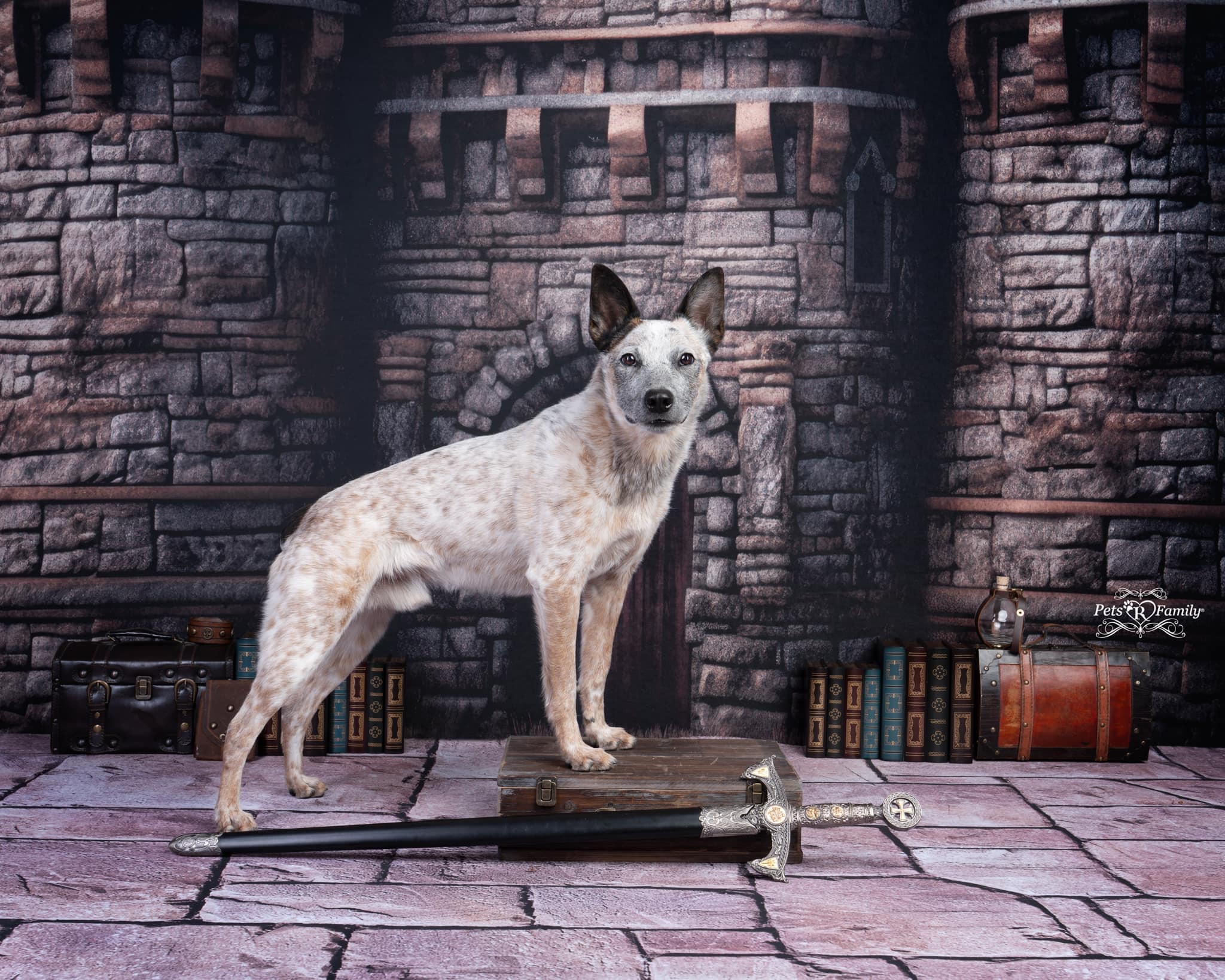 Kate Pet Medieval Castle Exterior Backdrop Designed by Mandy Ringe Photography