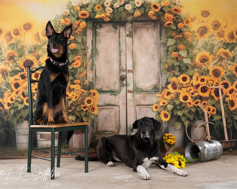 Herfst Zonnebloem Deur Achtergrond voor Fotografie