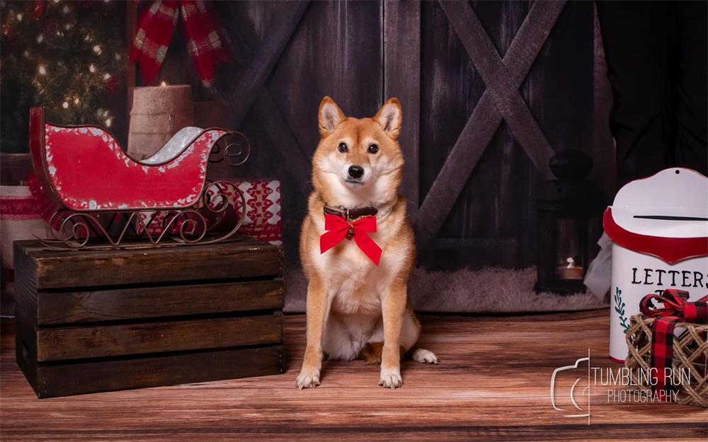 Kate Christmas Dark Barn Tree Backdrop for Photography