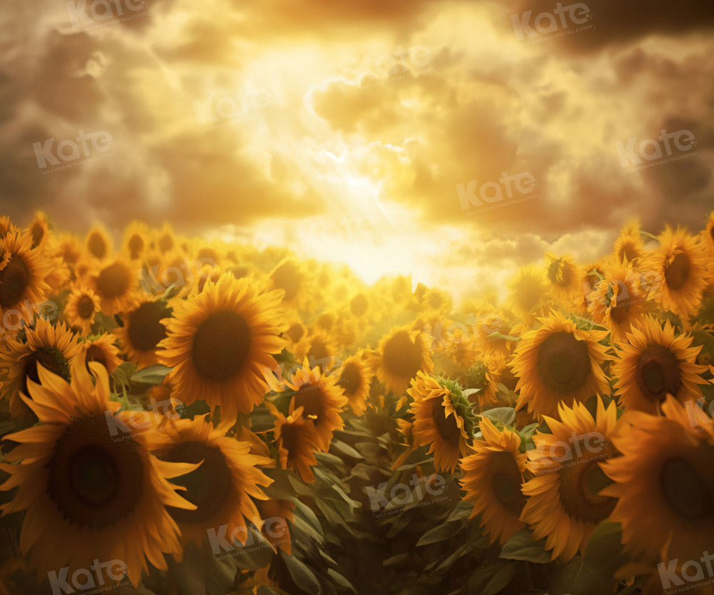 Fondo dorado de girasoles al atardecer para fotografía.