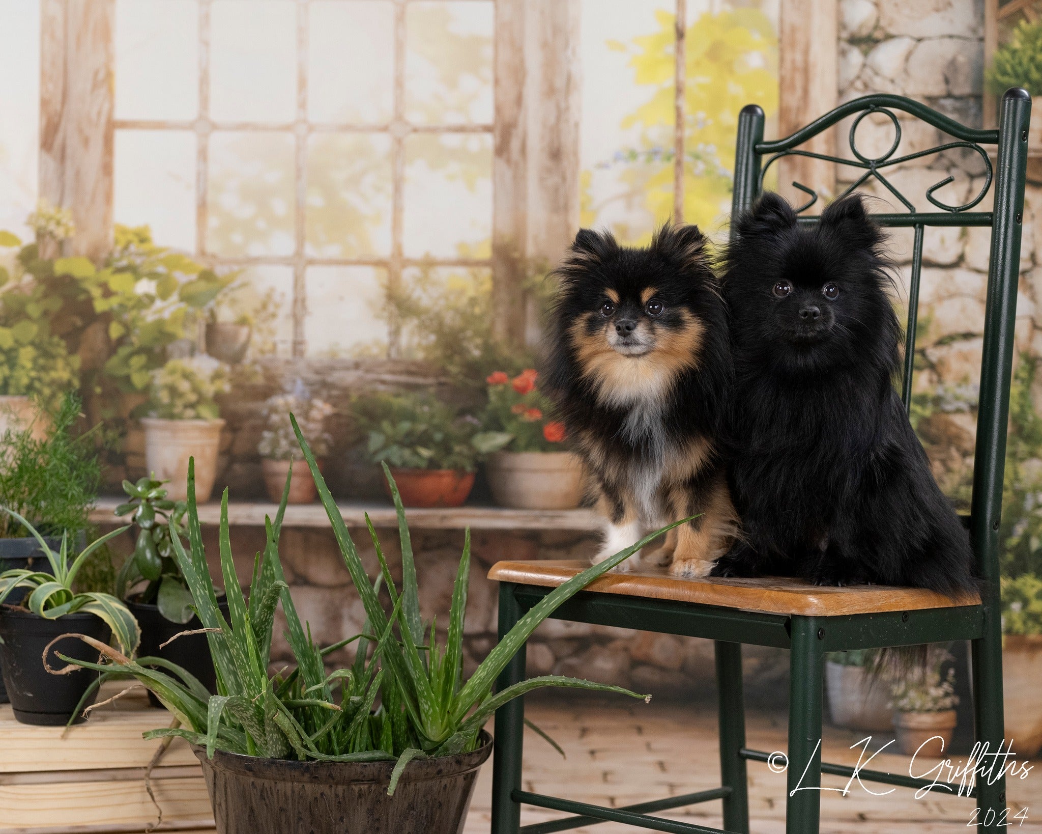 Kate Pet Spring Green Plants Sunny Window Backdrop Designed by Chain Photography