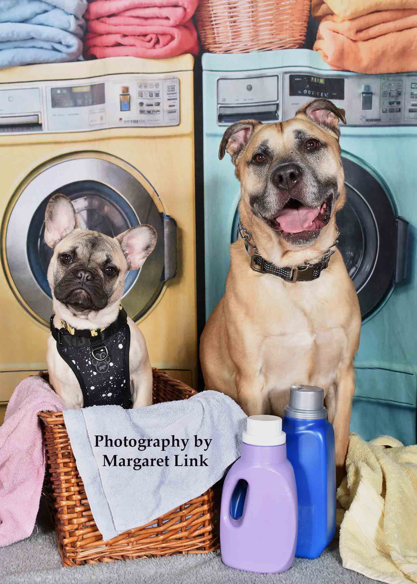 Giornata lavanderia per animali domestici Colorato sfondo primaverile lavatrice progettata da Chain Photography