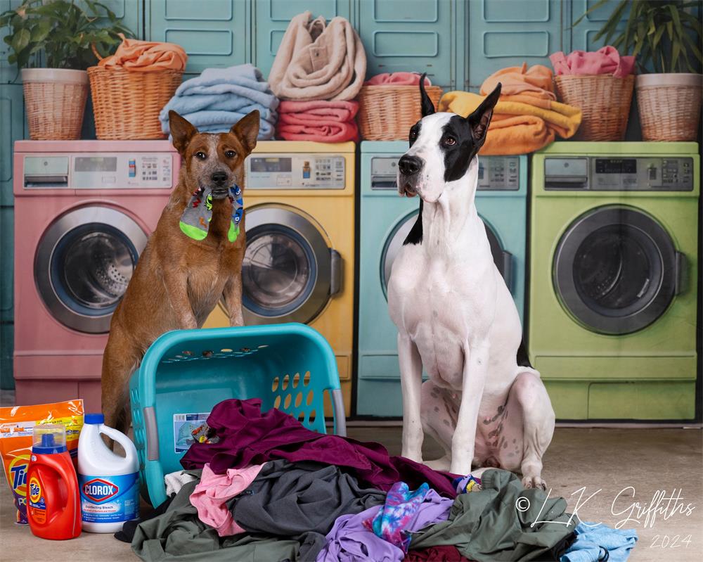 Kate Pet Laundry Day Colorful Washing Machine Spring Backdrop Designed by Chain Photography