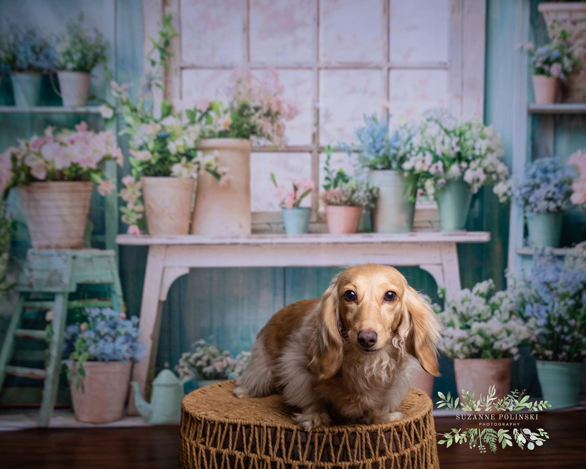 Groene Potted Window Backdrop Ontworpen door Emetselch