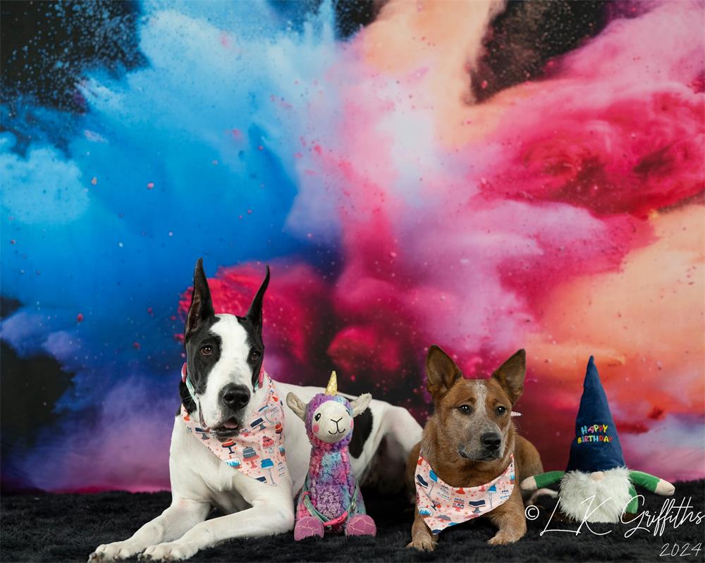 Kate Pet Cool Colorful Burst of Powder Black Wall Backdrop Designed by Lidia Redekopp