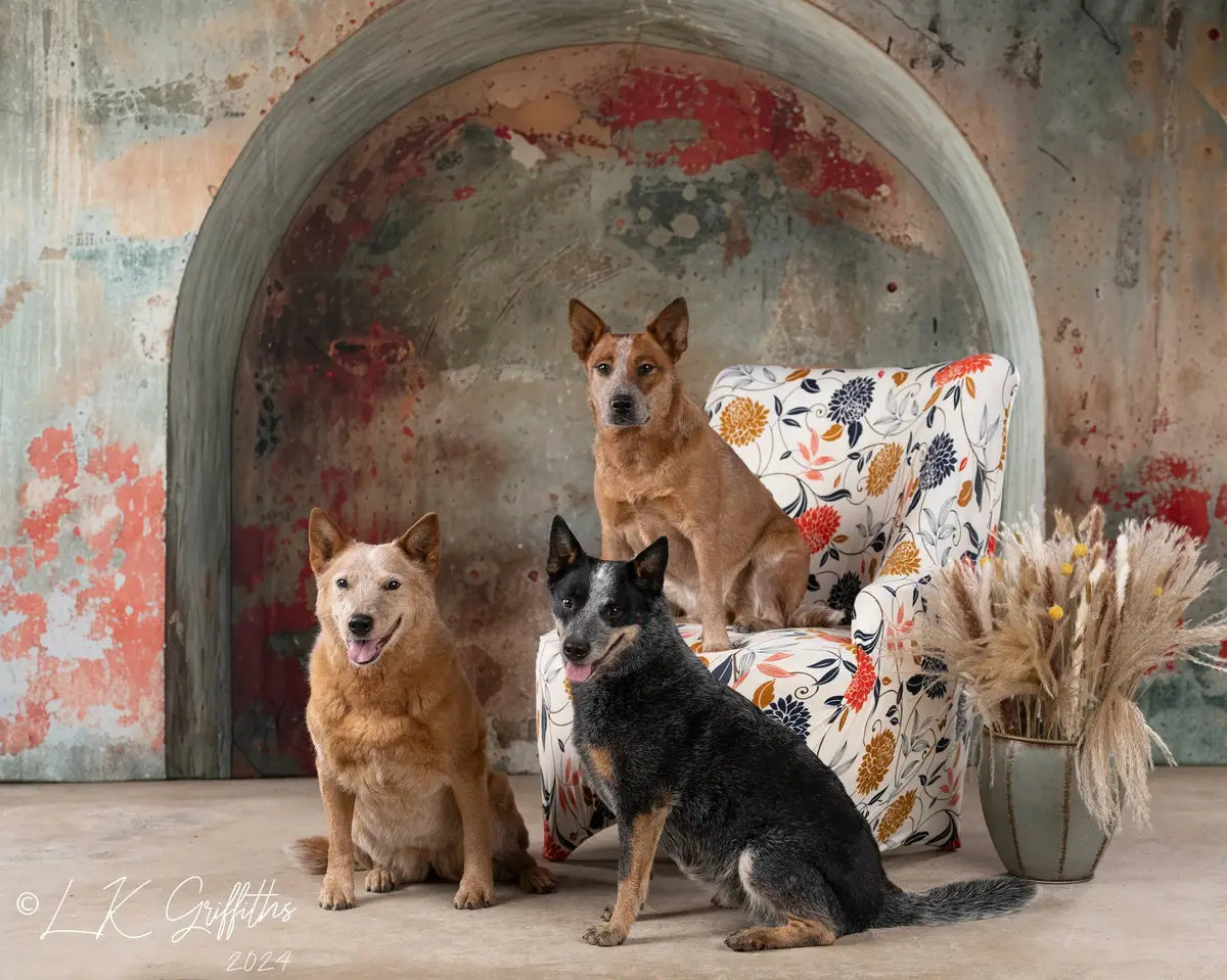 Kate Pet Retro Colorful Graffiti Broken Arch Wall Backdrop Designed by Megan Leigh Photography